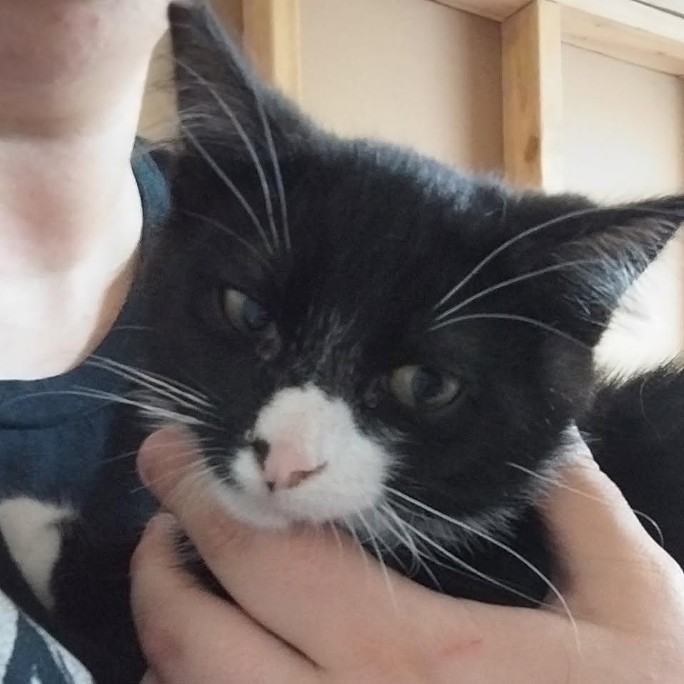 Dash, a Adoptable Domestic Long Hair in Newberg, OR image 2/2