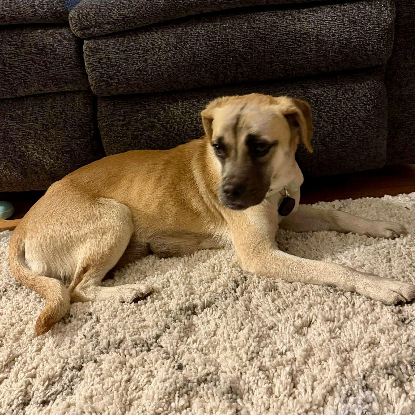 Stella, Adoptable, Young Female Pug & Beagle.