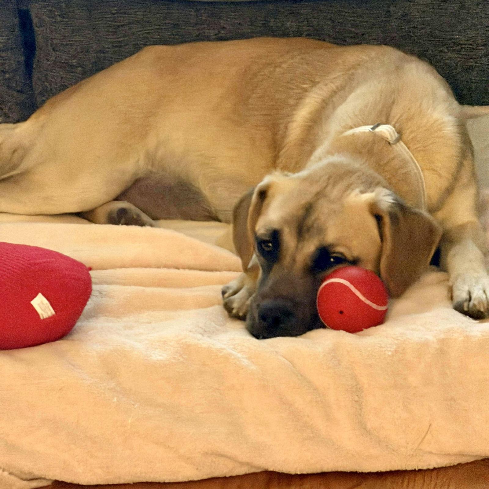 Enlarge Stella, a Adoptable mixed breed in Hillsborough , NC image 2/3