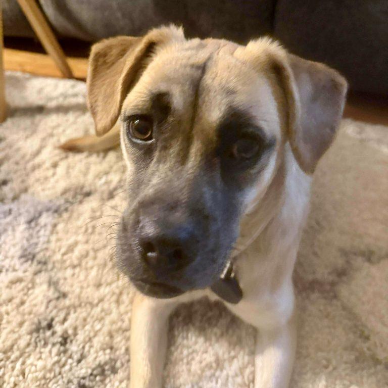 Enlarge Stella, a Adoptable mixed breed in Hillsborough , NC image 3/3