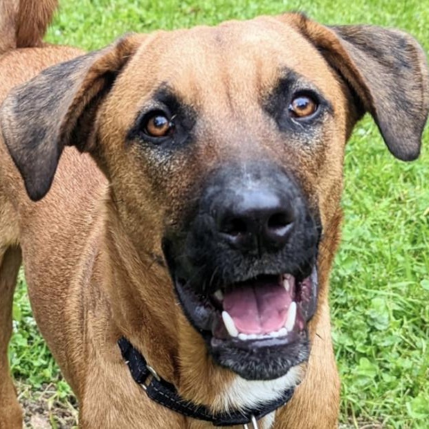 Max, an adoptable Jindo, Mastiff in San Ramon, CA, 94582 | Photo Image 1