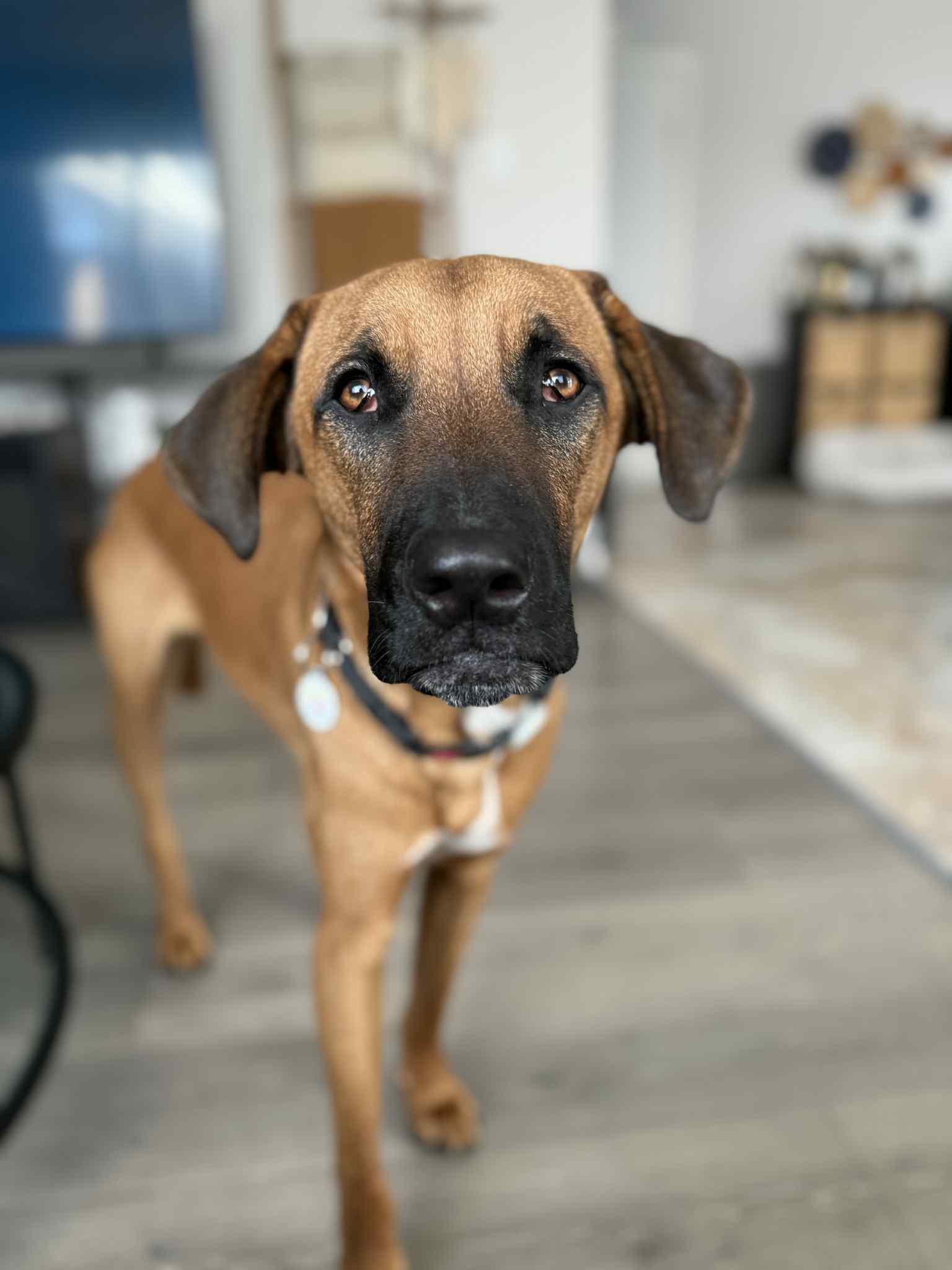 Max, a Adoptable mixed breed in San Ramon, CA image 2/5