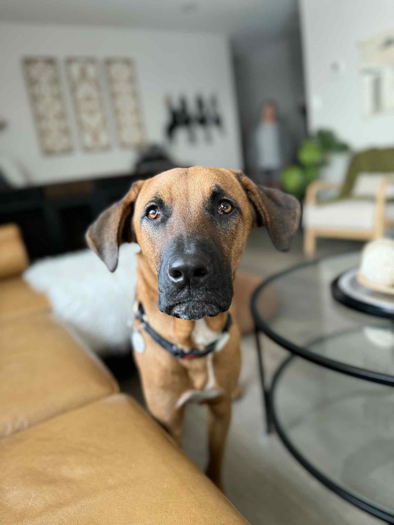 Max, a Adoptable mixed breed in San Ramon, CA image 3/5