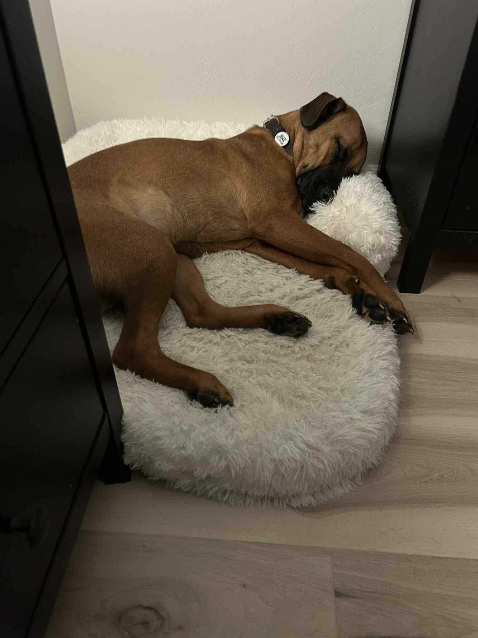 Max, a Adoptable mixed breed in San Ramon, CA image 4/5