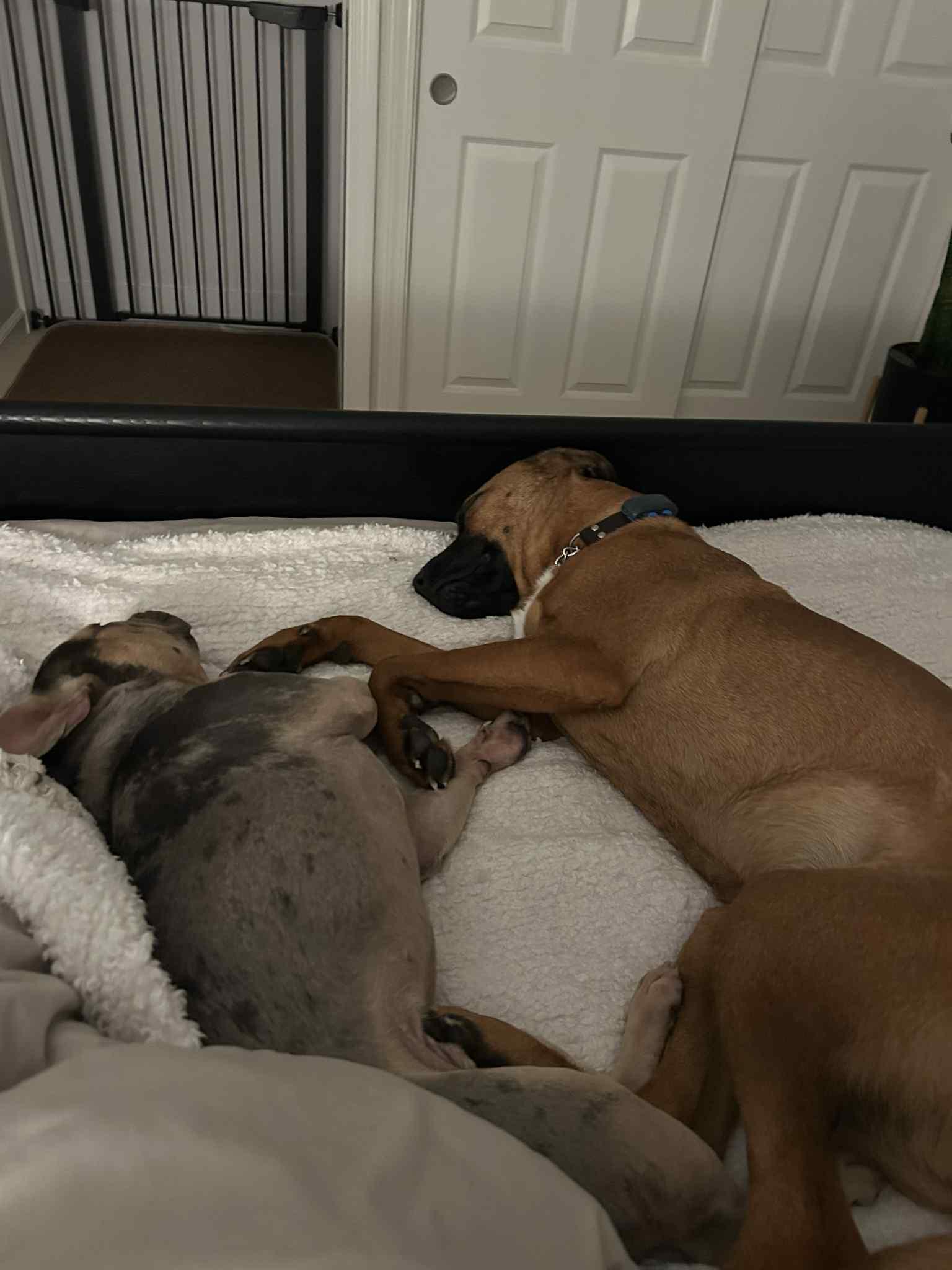 Max, a Adoptable mixed breed in San Ramon, CA image 5/5