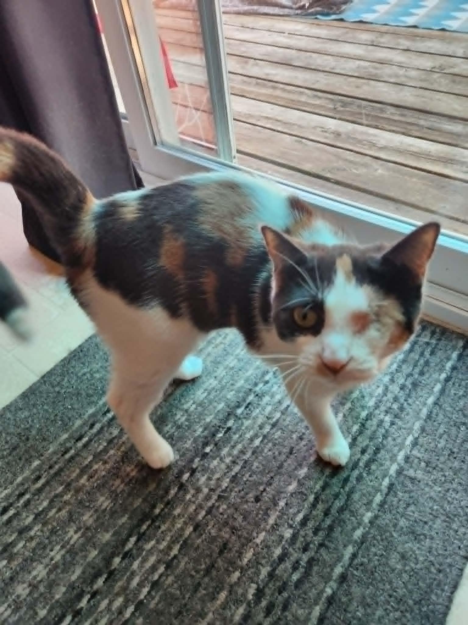 Enlarge Marble, an adopted Dilute Calico in Chatham, ON image 3/4