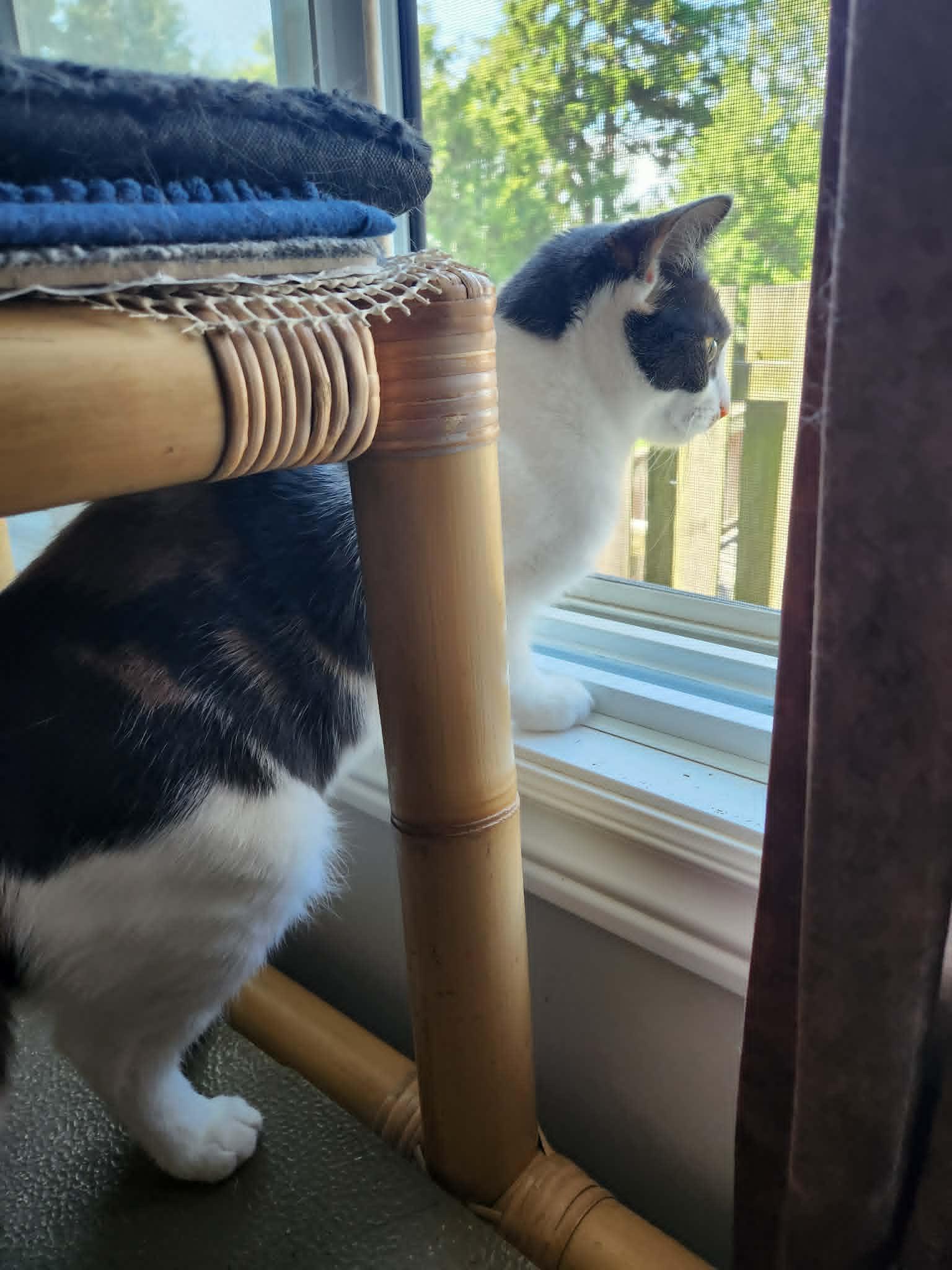 Enlarge Marble, an adopted Dilute Calico in Chatham, ON image 2/4