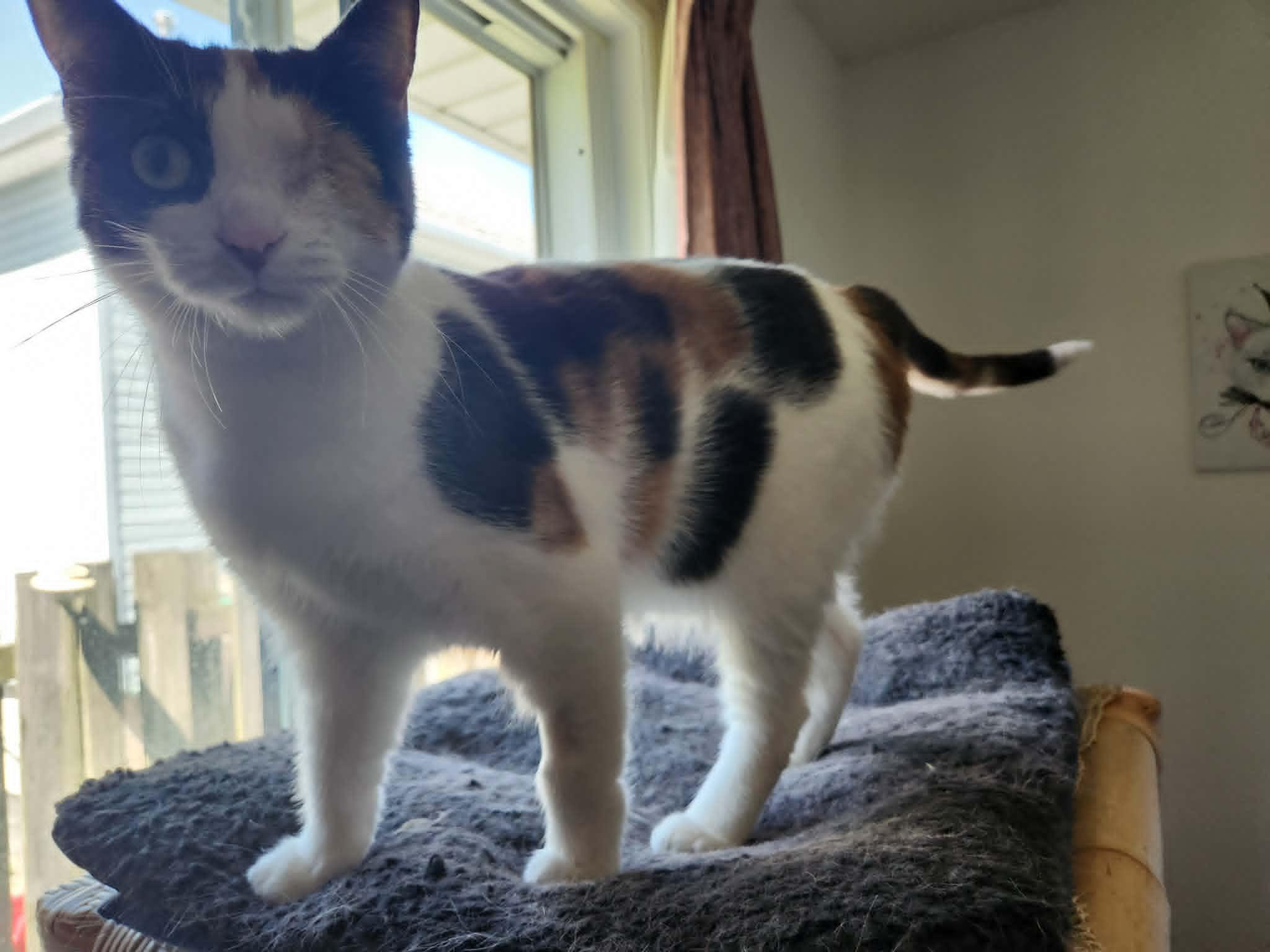 Enlarge Marble, an adopted Dilute Calico in Chatham, ON image 4/4