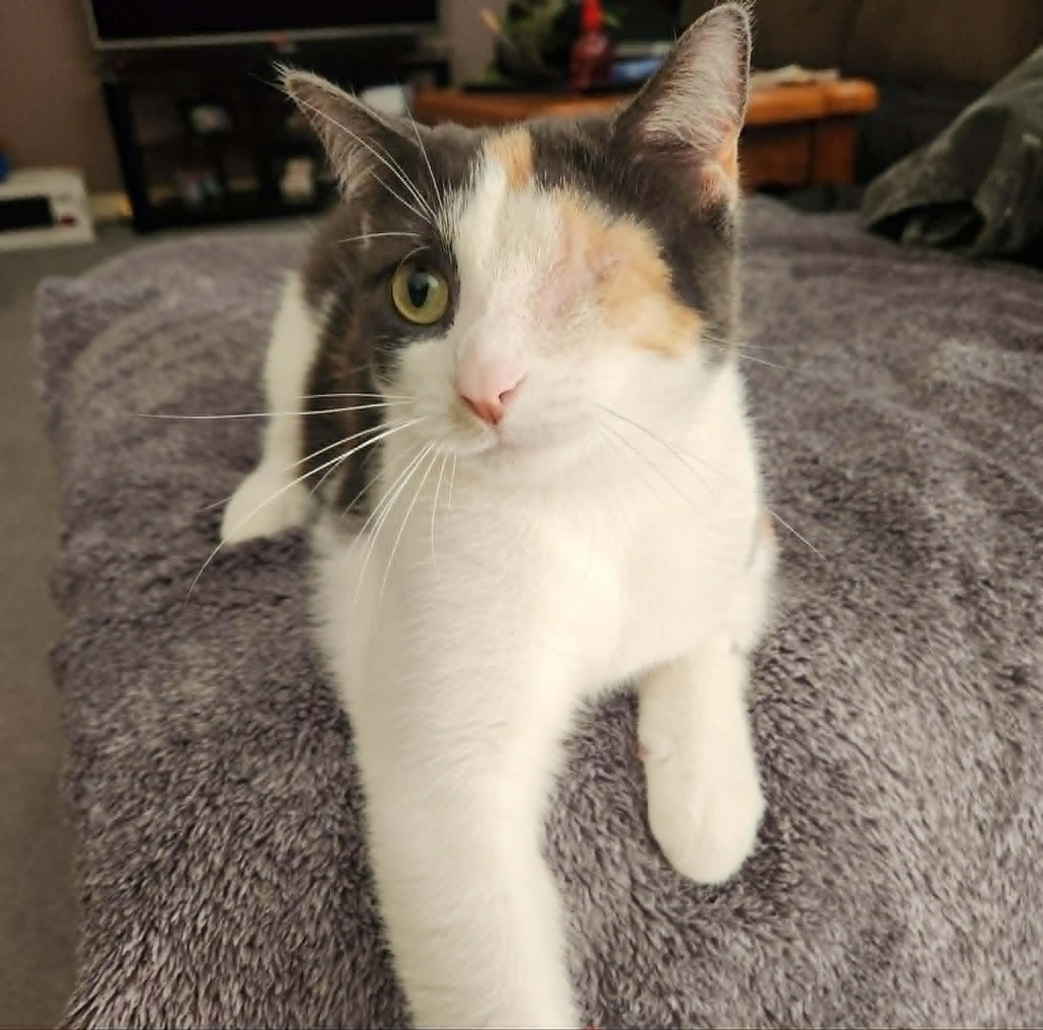 Marble, adopted, Young Female Dilute Calico.