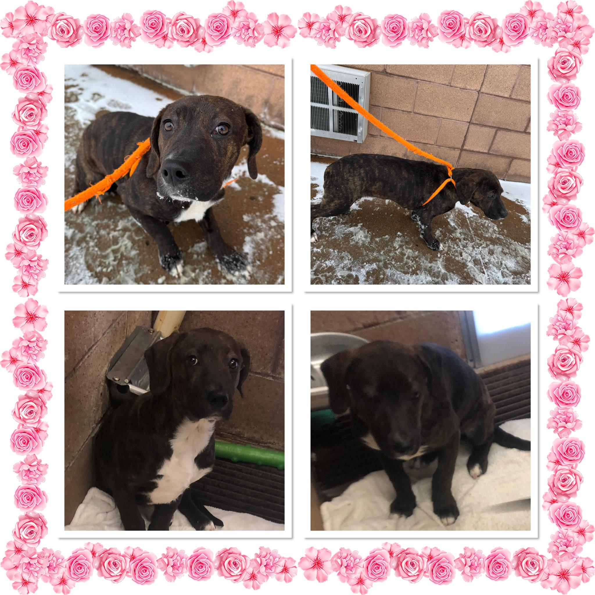 Enlarge CHEYENNE , a ADOPTABLE Mixed Breed in Buckhannon, WV image 1/1