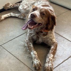 TITAN      #20040755  UT, Adopted, Adult Male Brittany Spaniel.