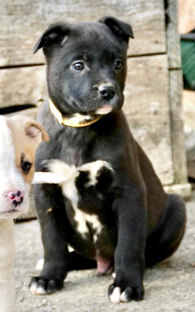 Coal Cutiepie — thumbnail 3