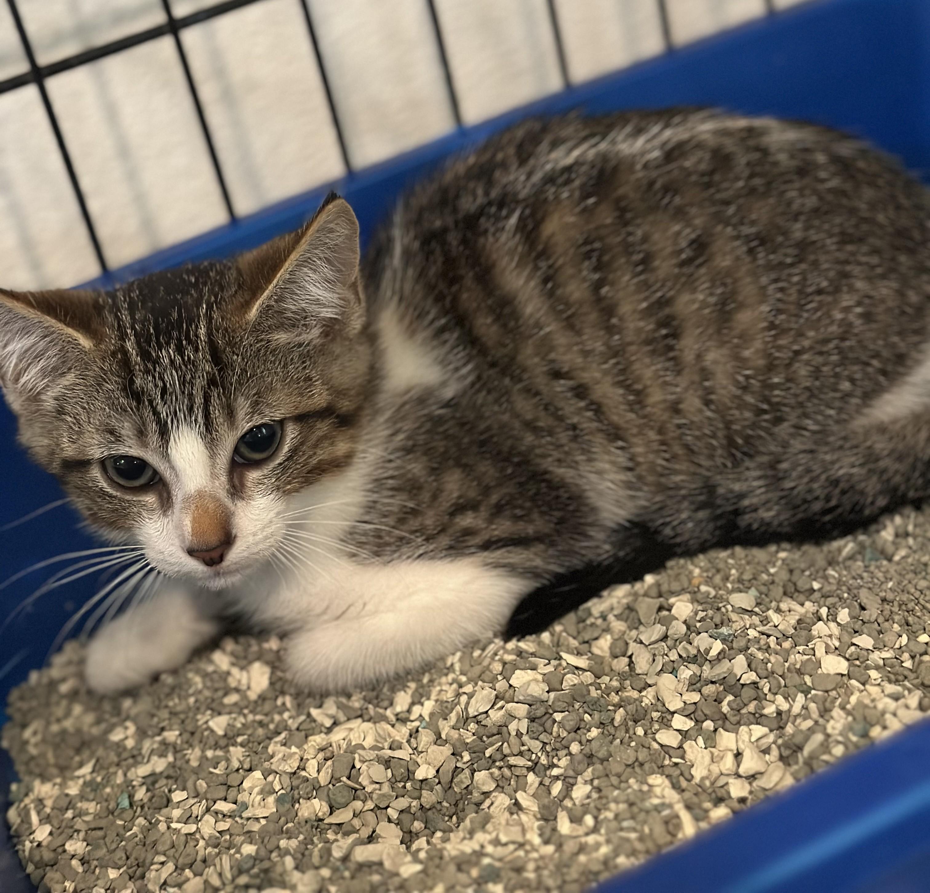Matthew 3286, Baby Male Domestic Short Hair