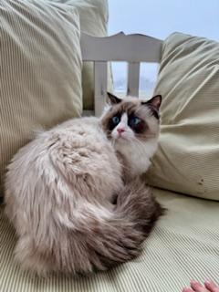 Enlarge Ollie, an adopted Ragdoll in Cincinnati, OH image 5/6