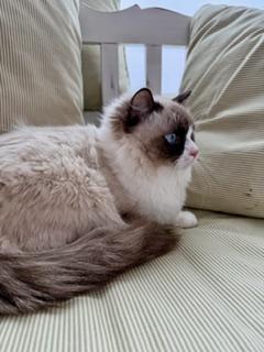 Enlarge Ollie, an adopted Ragdoll in Cincinnati, OH image 3/6