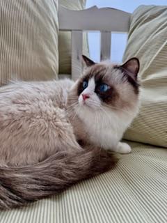 Enlarge Ollie, an adopted Ragdoll in Cincinnati, OH image 6/6