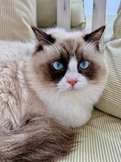 Ollie, adopted, Young Male Ragdoll.