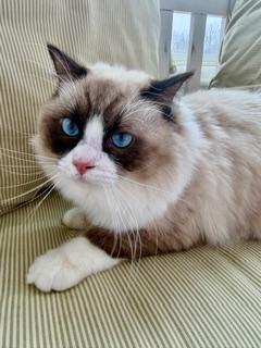 Enlarge Ollie, an adopted Ragdoll in Cincinnati, OH image 4/6