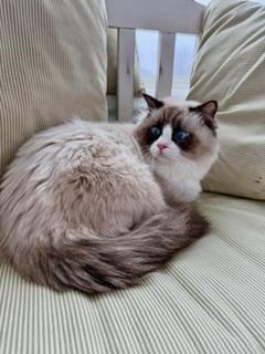 Enlarge Ollie, an adopted Ragdoll in Cincinnati, OH image 2/6