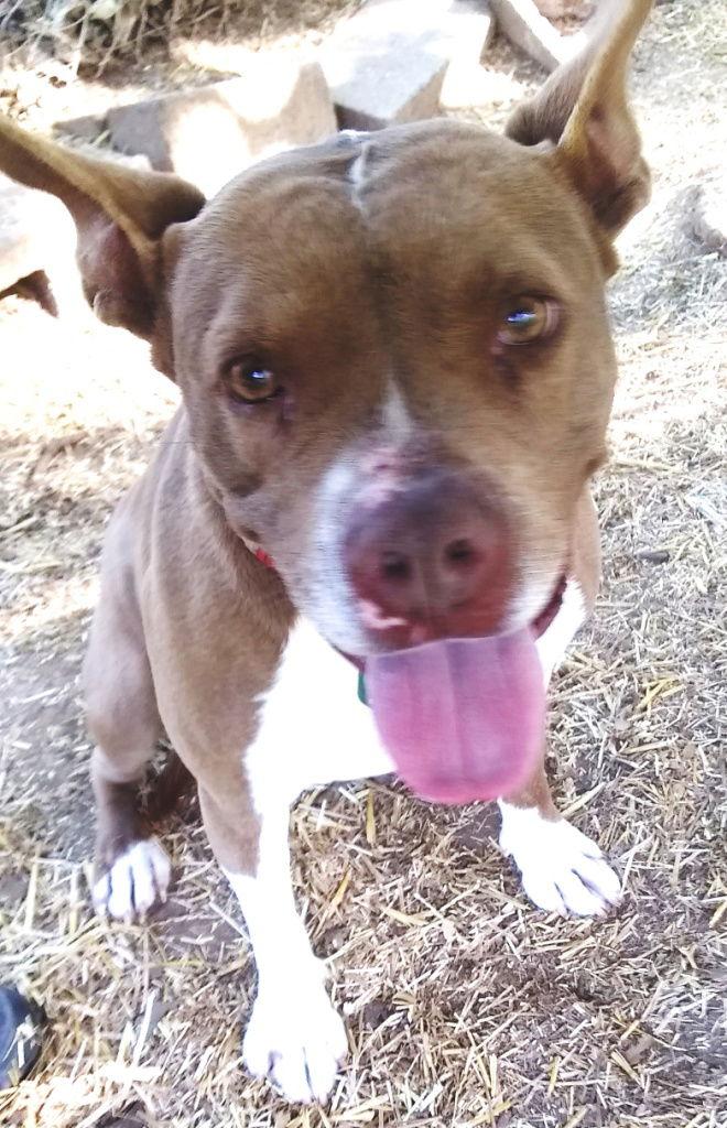 Holly, Adoptable, Young Female American Staffordshire Terrier.