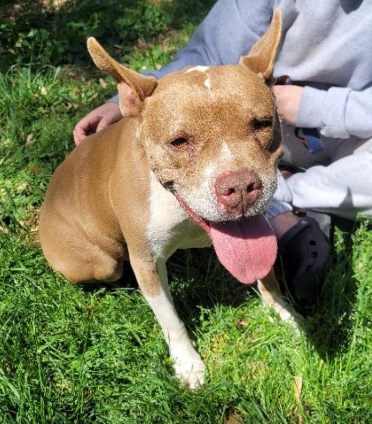 Enlarge Holly, a Adoptable American Staffordshire Terrier in Westminster, MD image 3/3