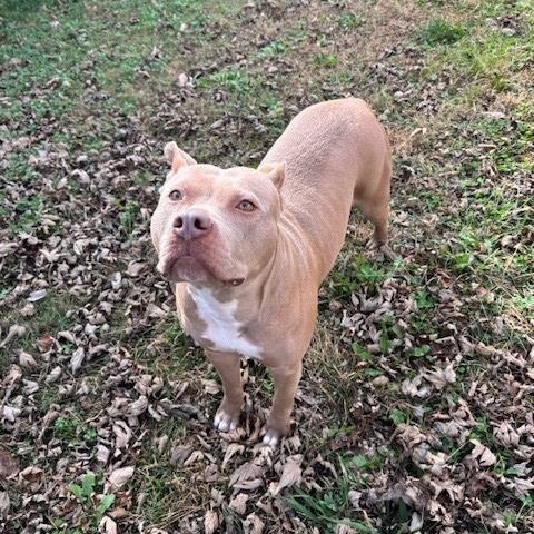 Enlarge Ruby, a ADOPTABLE mixed breed in Fayetteville, AR image 4/5