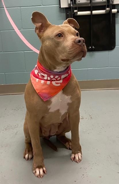 Enlarge Ruby, a ADOPTABLE mixed breed in Fayetteville, AR image 3/5