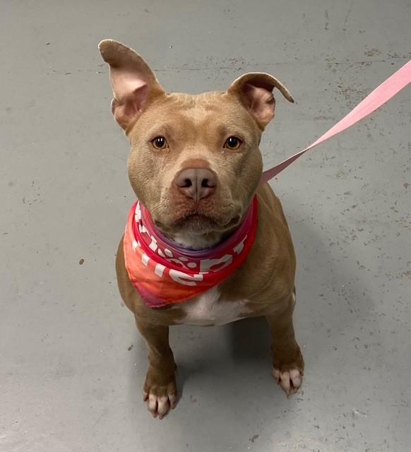 Ruby, ADOPTABLE, Adult Female Pit Bull Terrier.