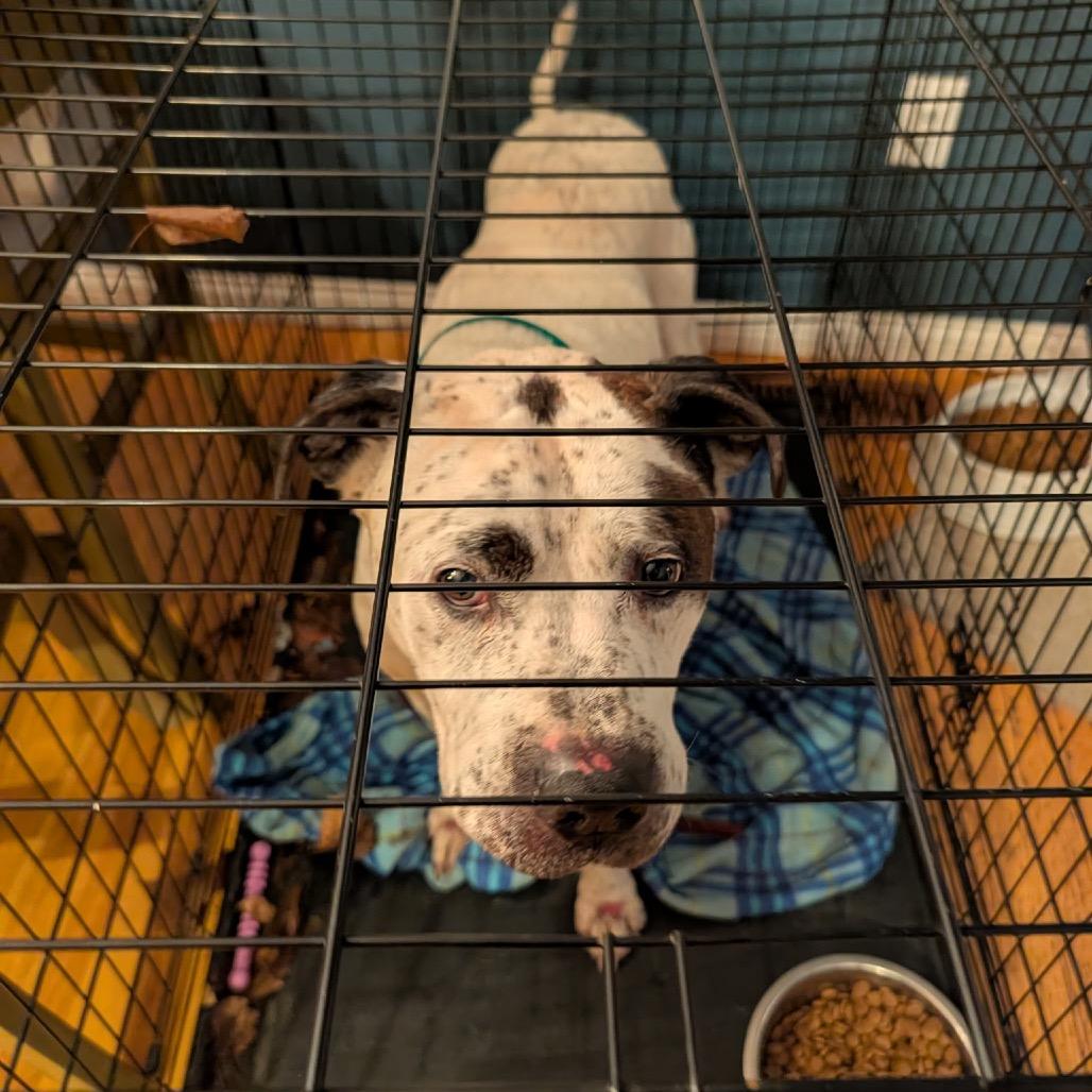 Patches, Adoptable, Senior Male Pointer & Mixed Breed.