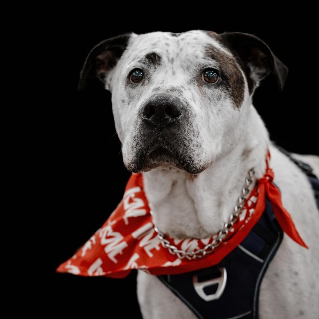 Enlarge Patches, a Adoptable mixed breed in Melbourne, KY image 1/3