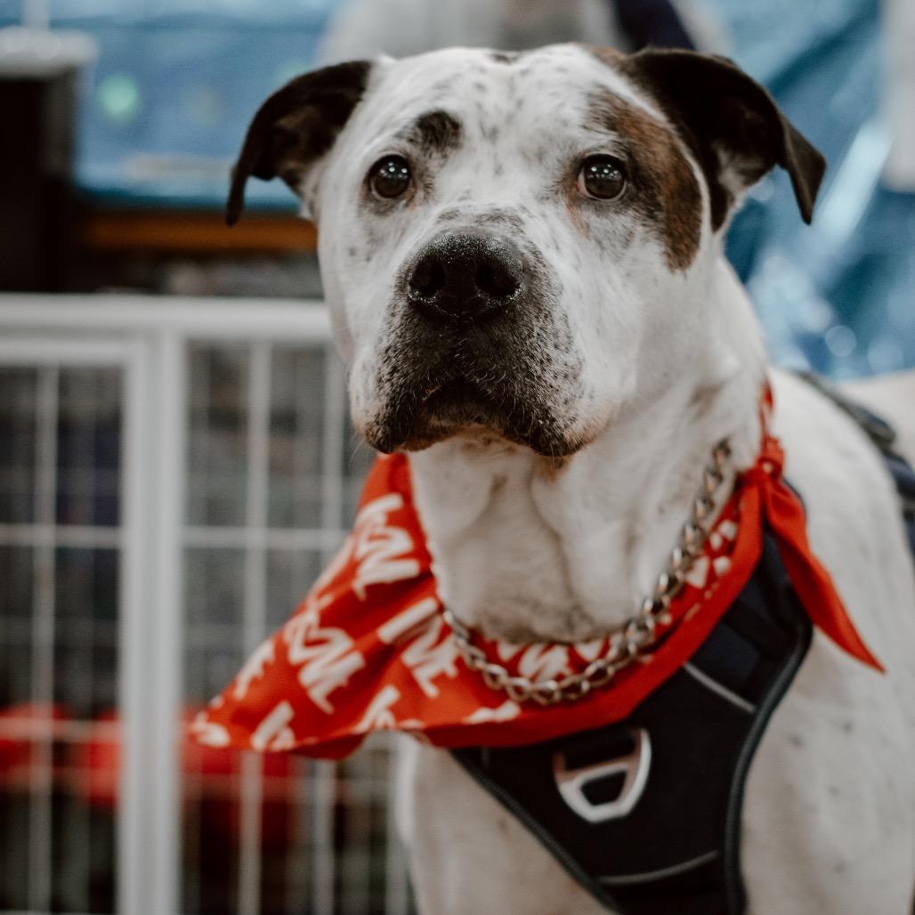 Enlarge Patches, a Adoptable mixed breed in Melbourne, KY image 2/3