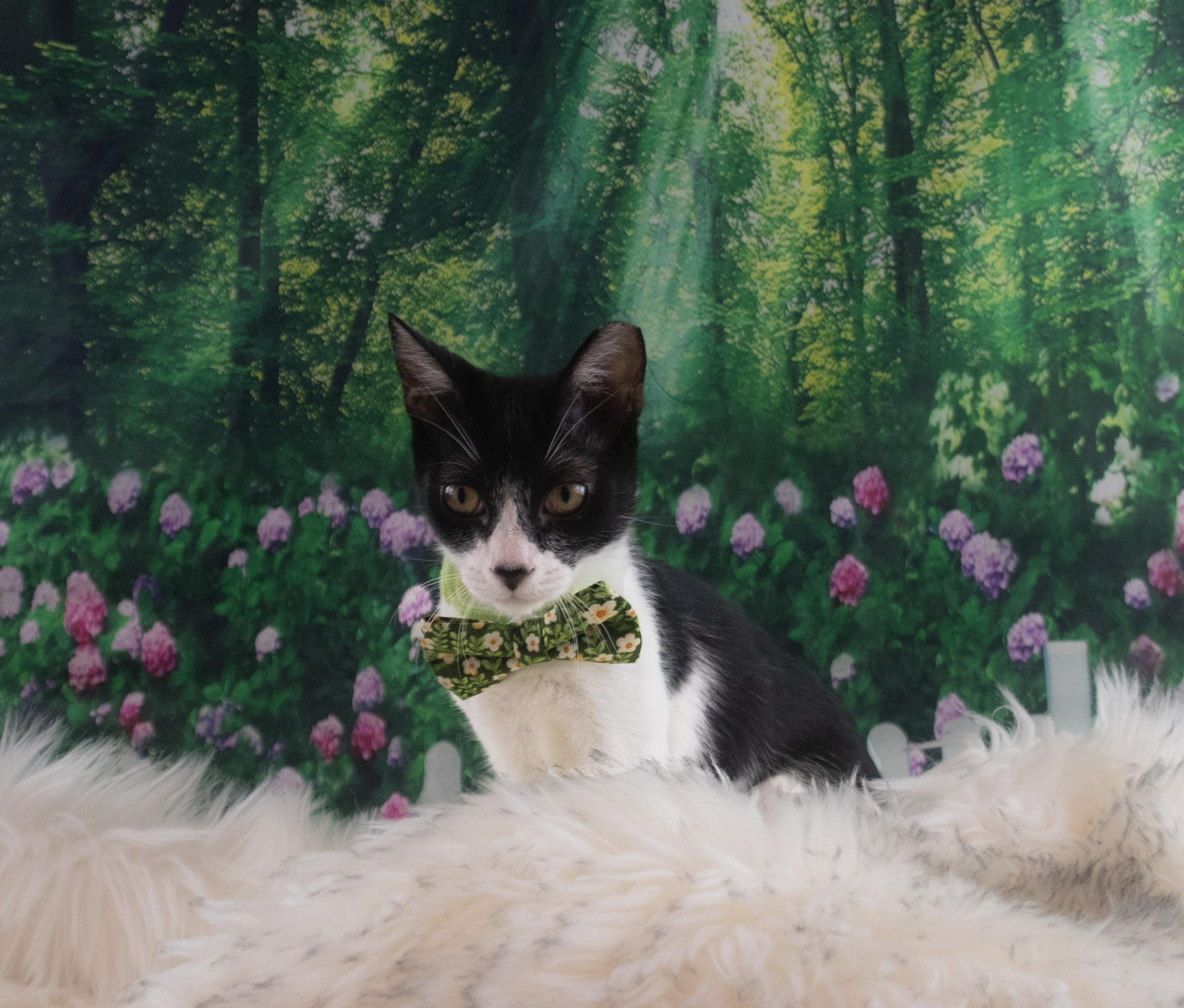 James born with a tuxedo and Gala ready!, a Adoptable Tuxedo in Houston, TX image 2/6