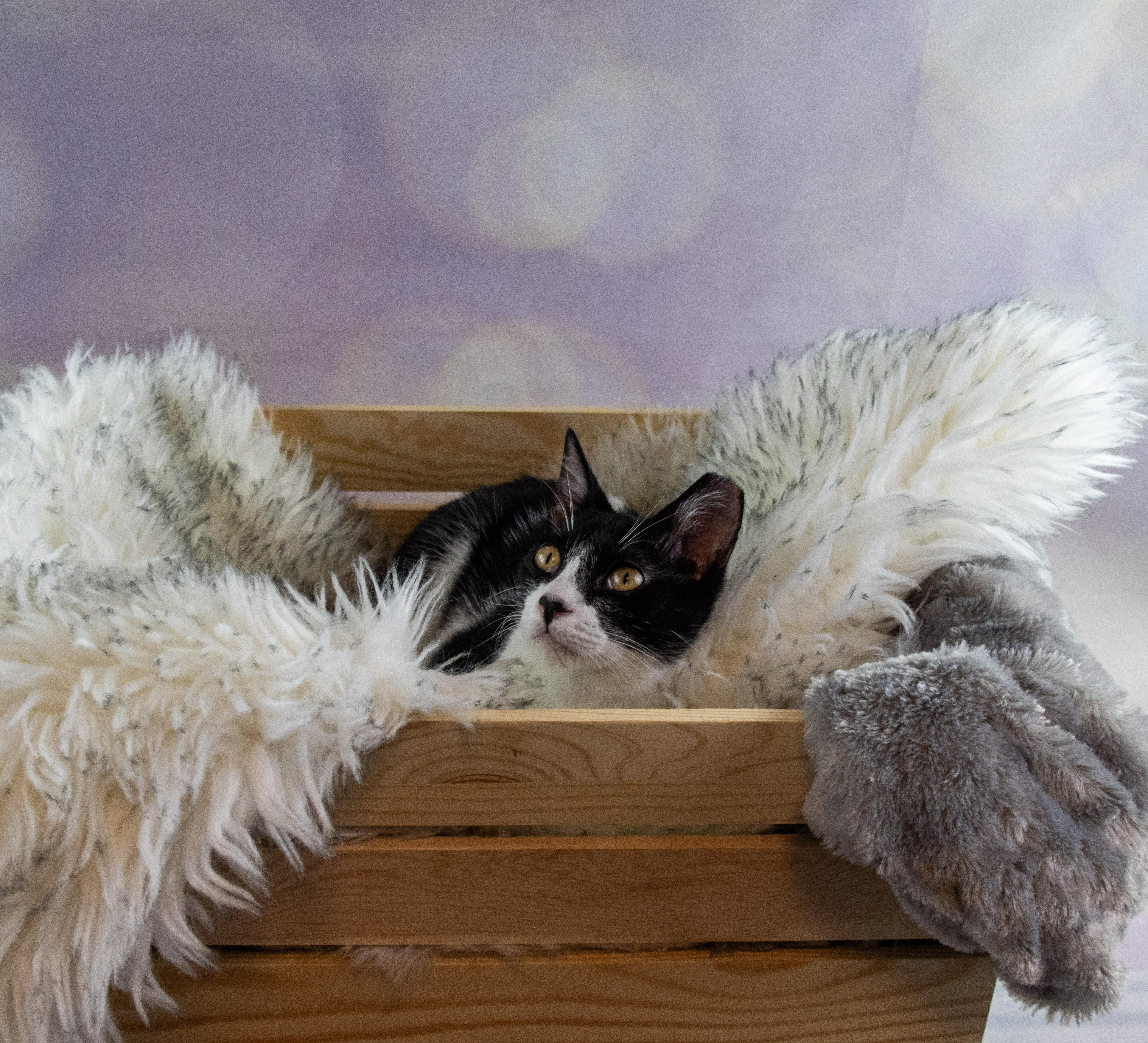 James born with a tuxedo and Gala ready!, a Adoptable Tuxedo in Houston, TX image 5/6