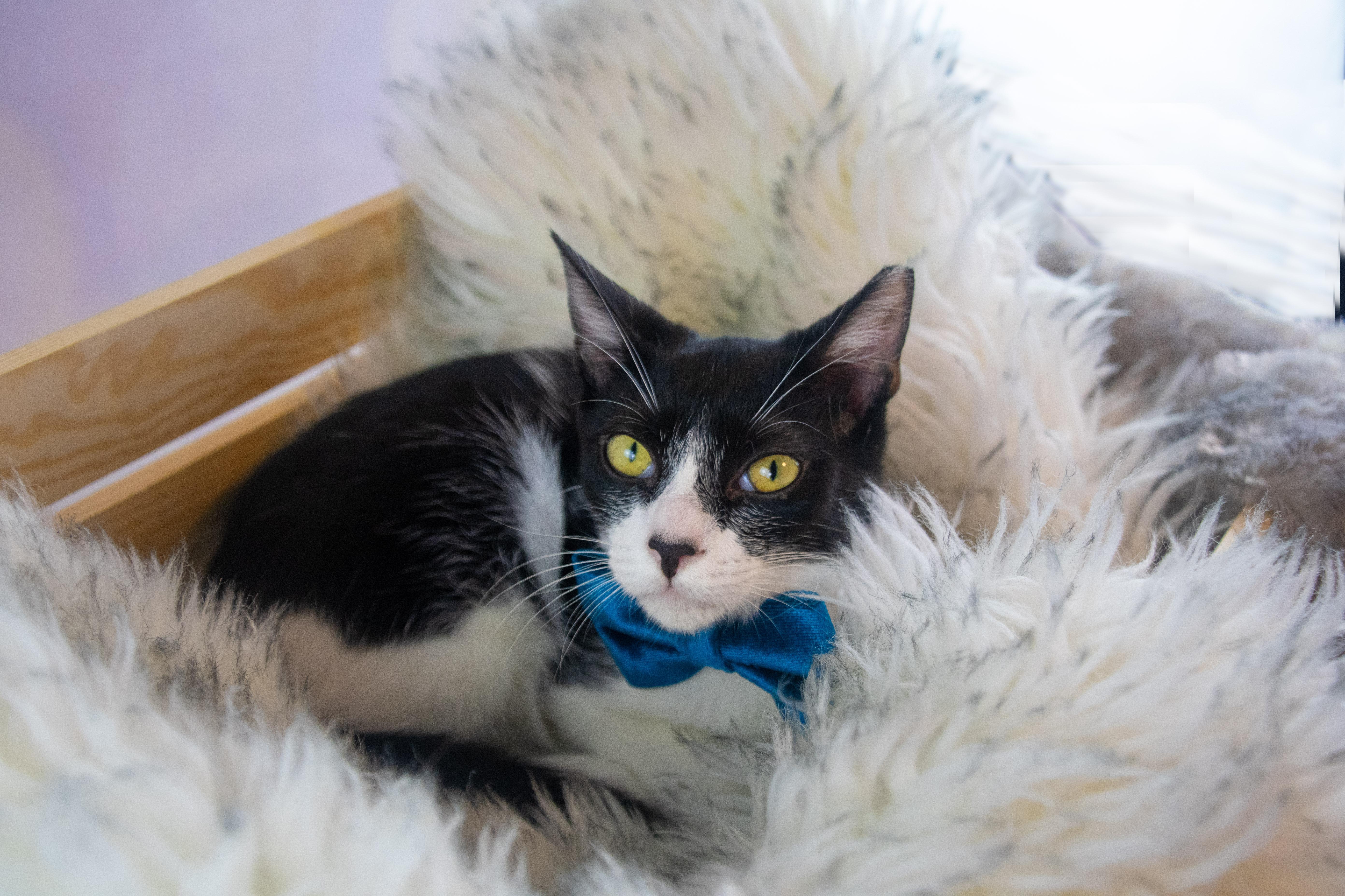 James born with a tuxedo and Gala ready!, a Adoptable Tuxedo in Houston, TX image 1/6