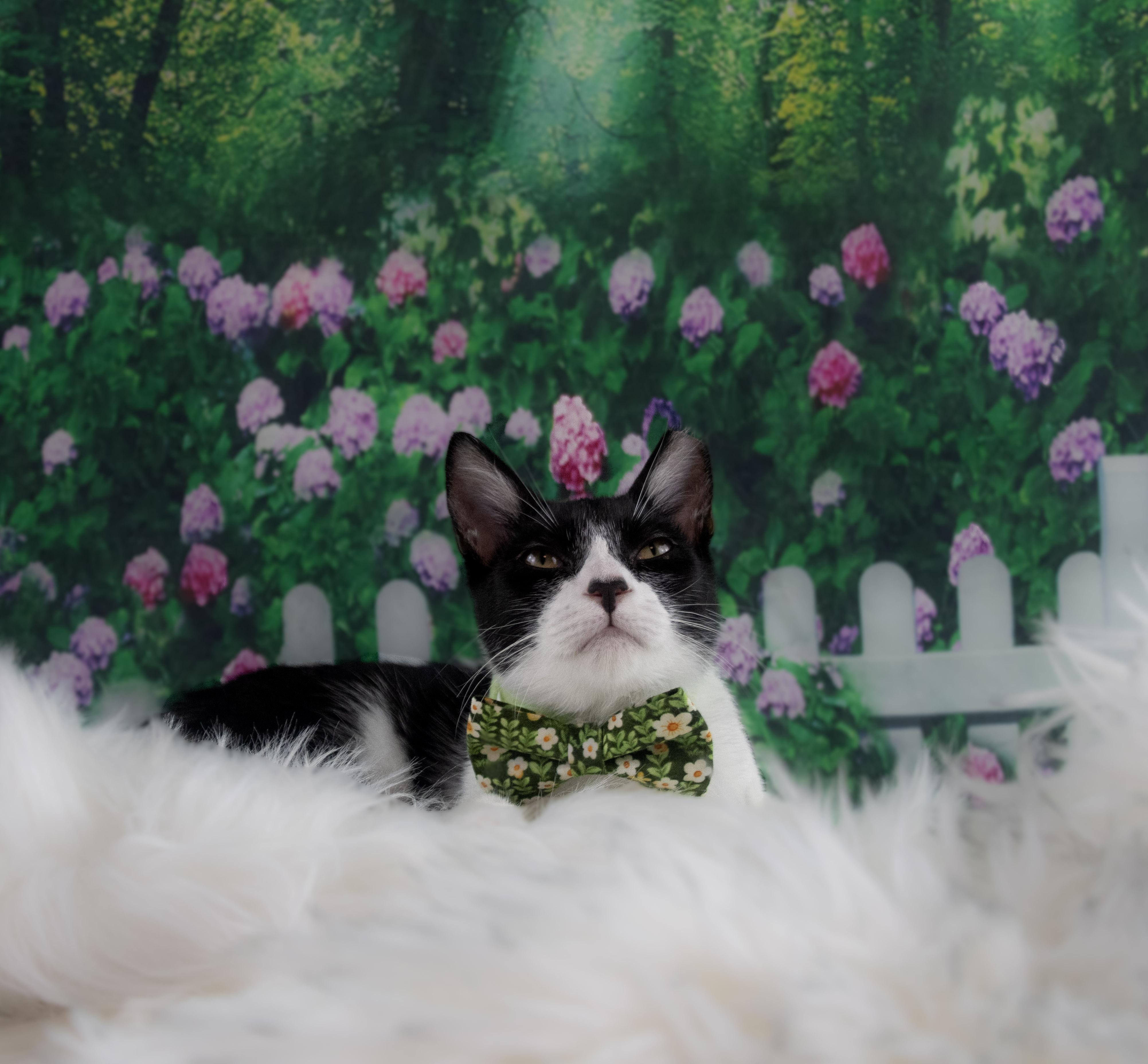James born with a tuxedo and Gala ready!, a Adoptable Tuxedo in Houston, TX image 4/6