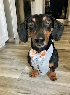 Enlarge Marcus, a Adoptable Dachshund in Los Angeles, CA image 1/3