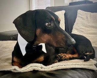 Enlarge Marcus, a Adoptable Dachshund in Los Angeles, CA image 2/3