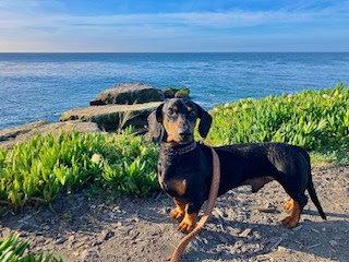 Enlarge Marcus, a Adoptable Dachshund in Los Angeles, CA image 3/3