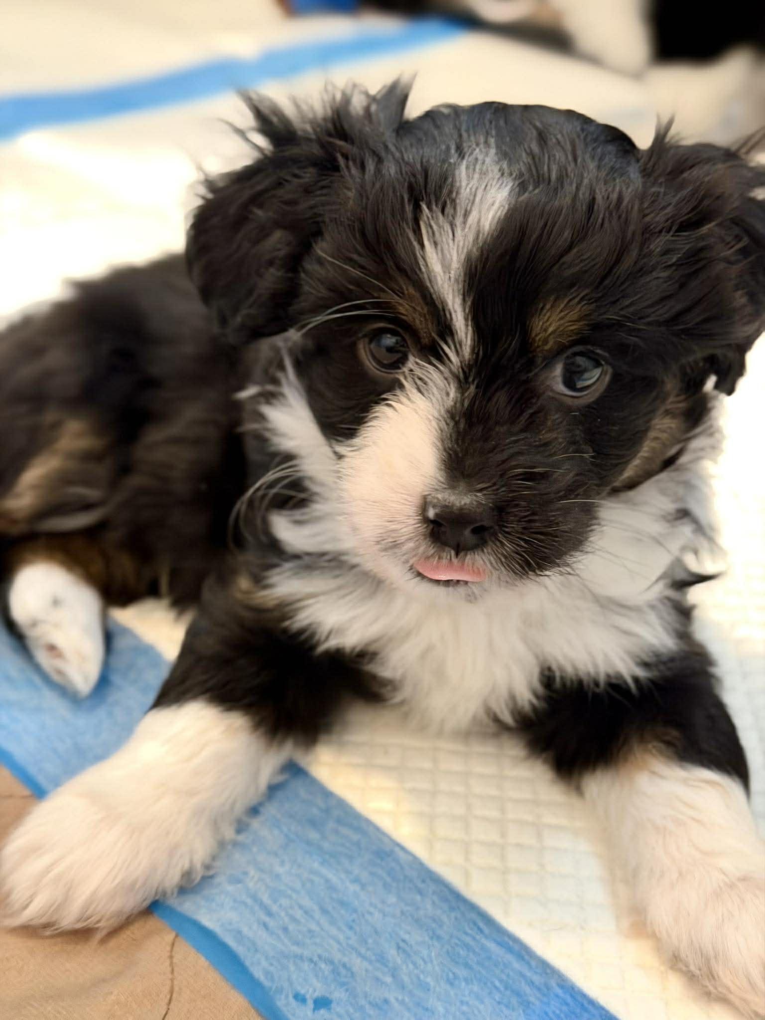 Enlarge Thistle (Spring litter), a ADOPTABLE mixed breed in Silvana, WA image 2/6