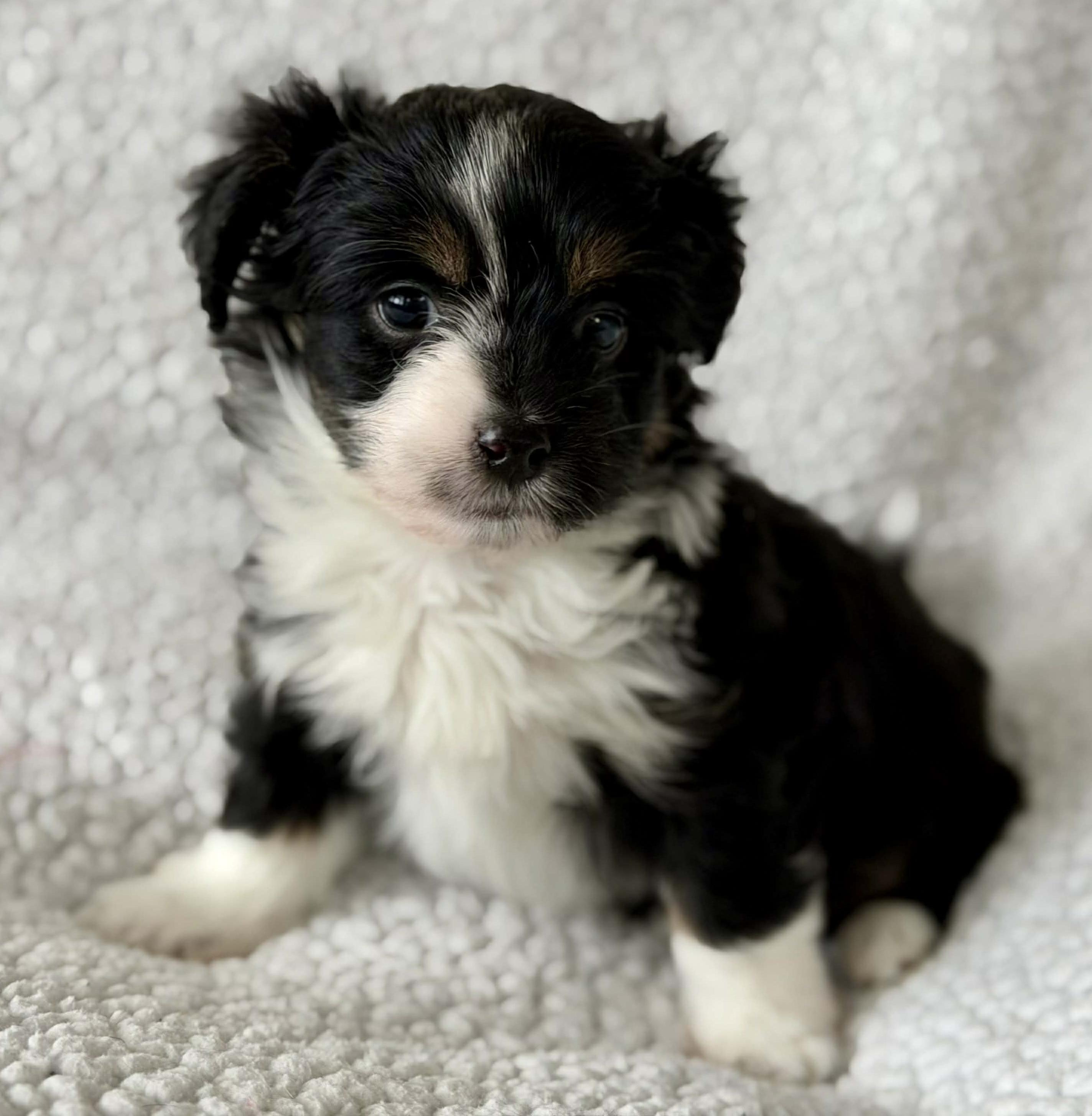 Enlarge Thistle (Spring litter), a ADOPTABLE mixed breed in Silvana, WA image 1/6