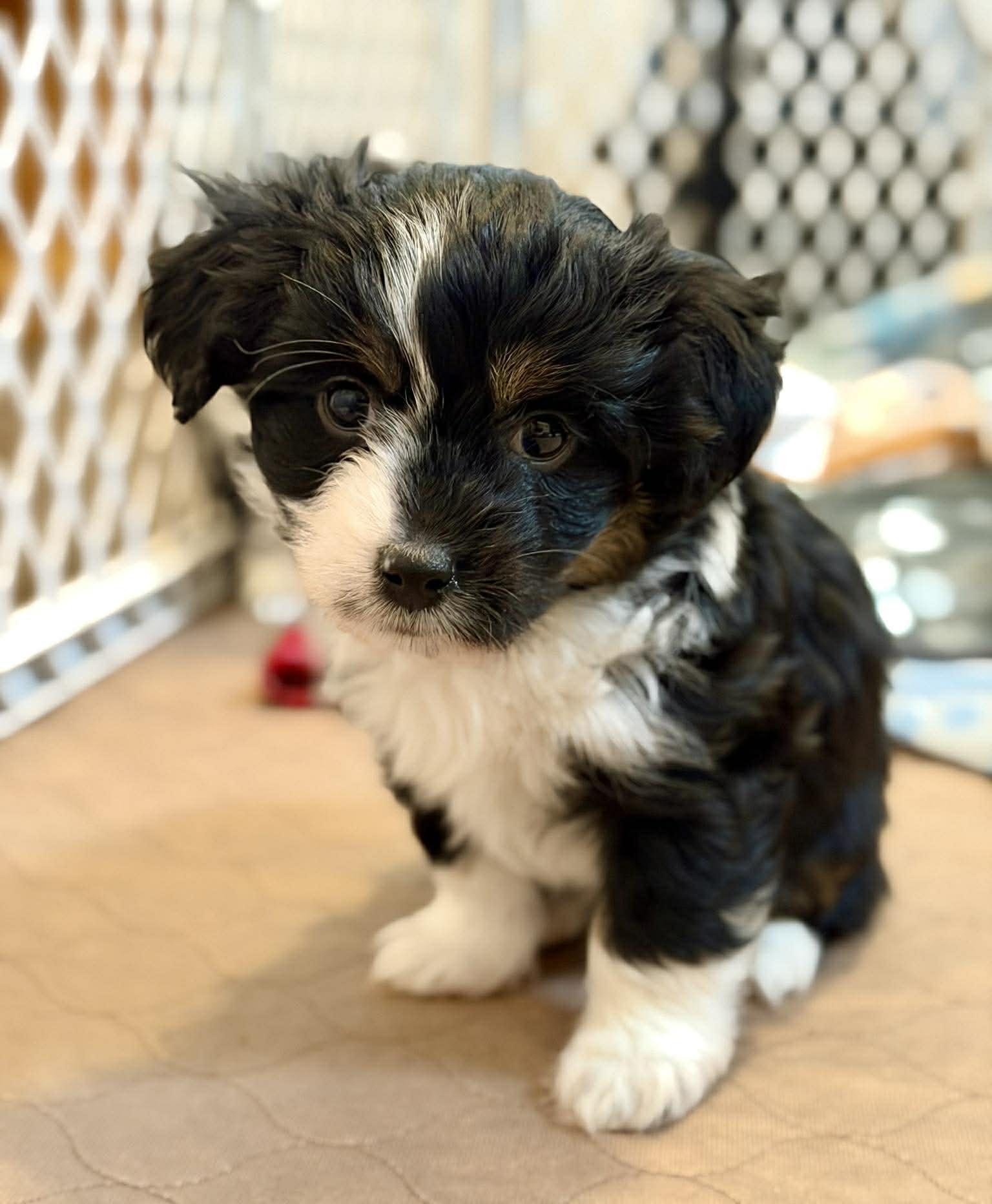 Enlarge Thistle (Spring litter), a ADOPTABLE mixed breed in Silvana, WA image 3/6