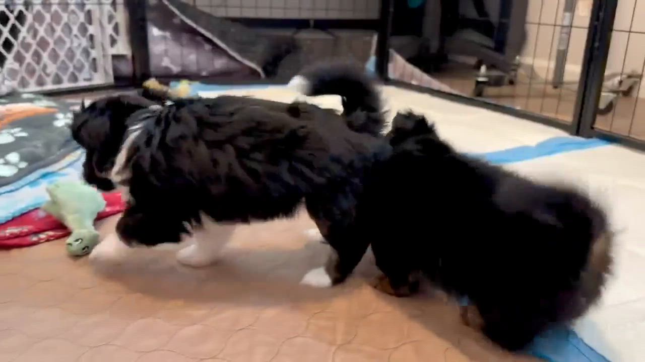 Enlarge Thistle (Spring litter), a ADOPTABLE mixed breed in Silvana, WA video 6/6