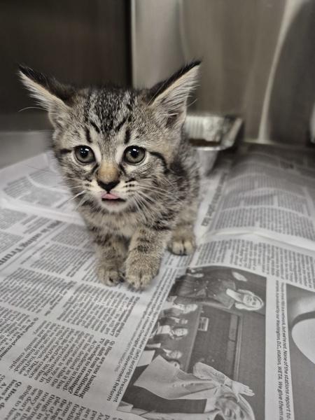 If-12, Adoptable, Kitten Female Domestic Short Hair.