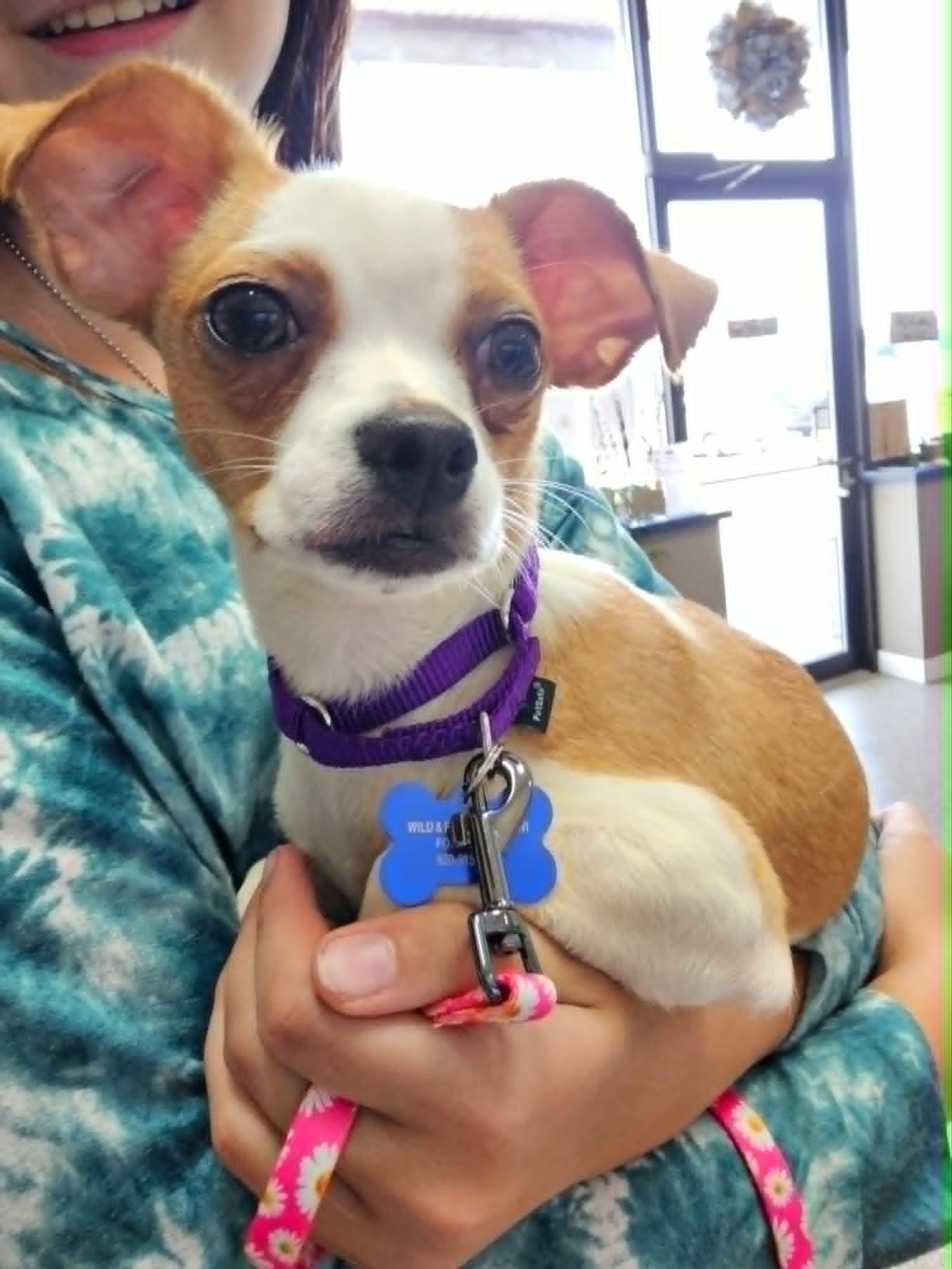 Katy Mae, an adopted mixed breed in De Pere, WI image 5/5