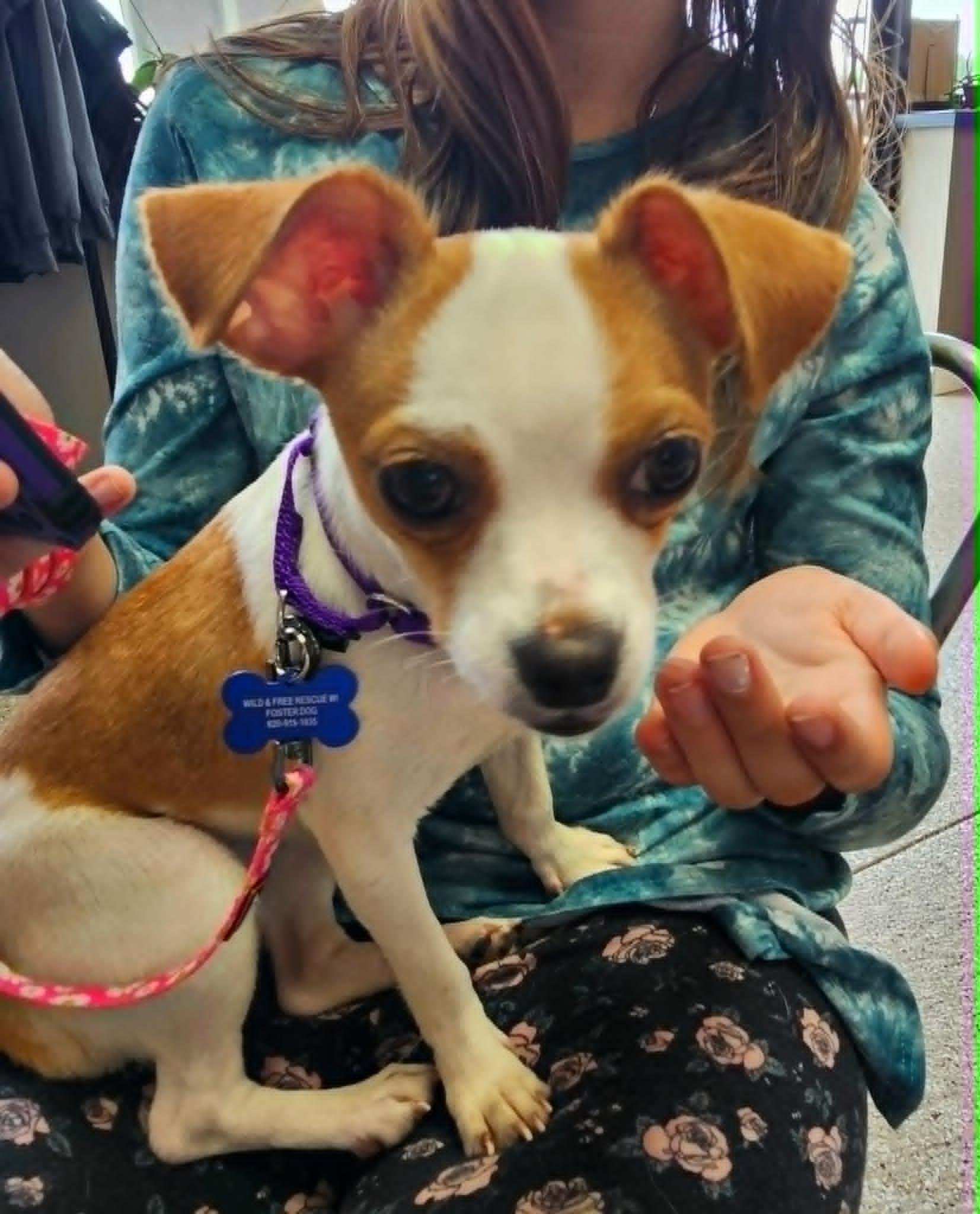 Katy Mae, adopted, Young Female Chihuahua.