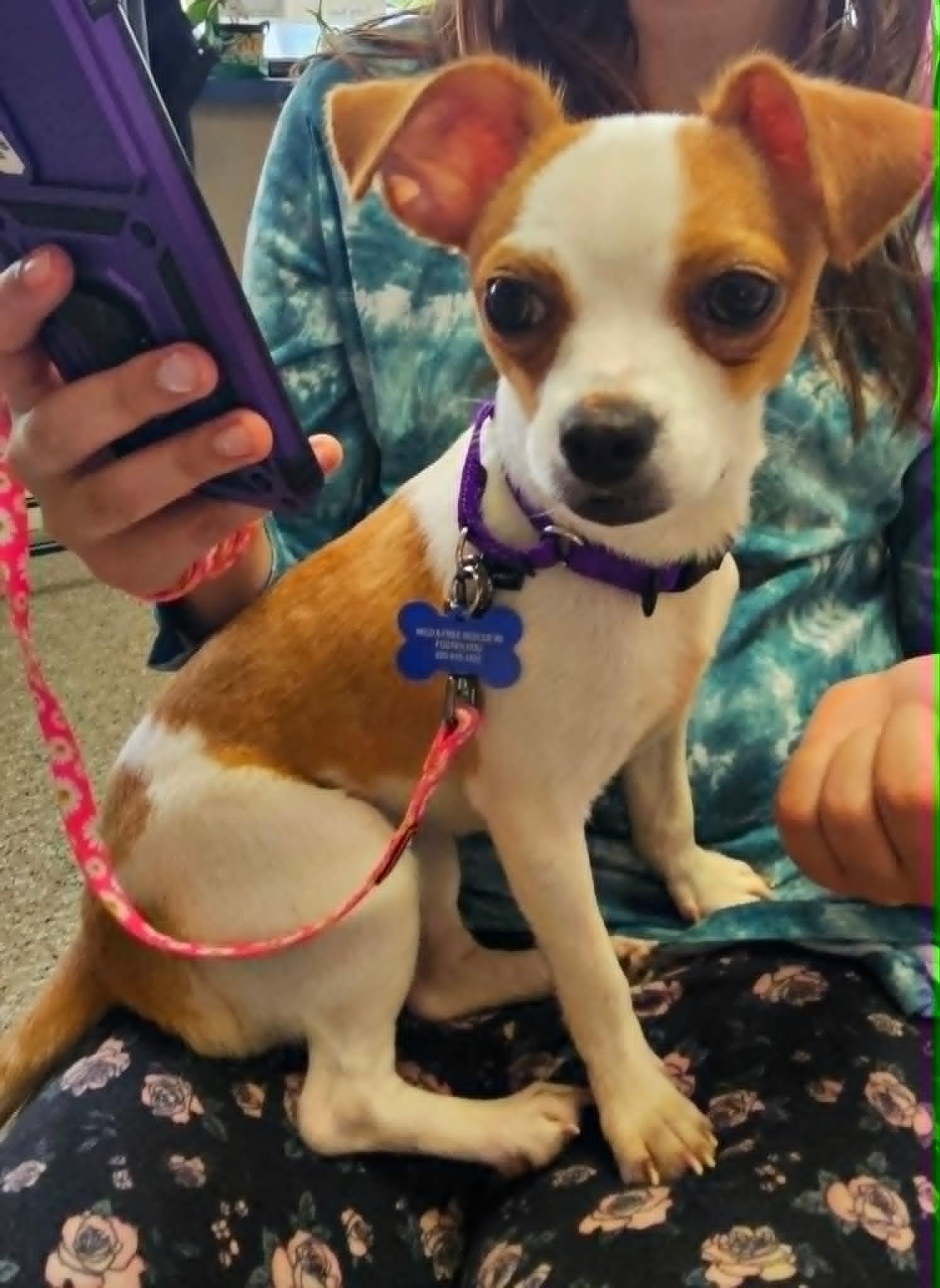 Katy Mae, an adopted mixed breed in De Pere, WI image 3/5