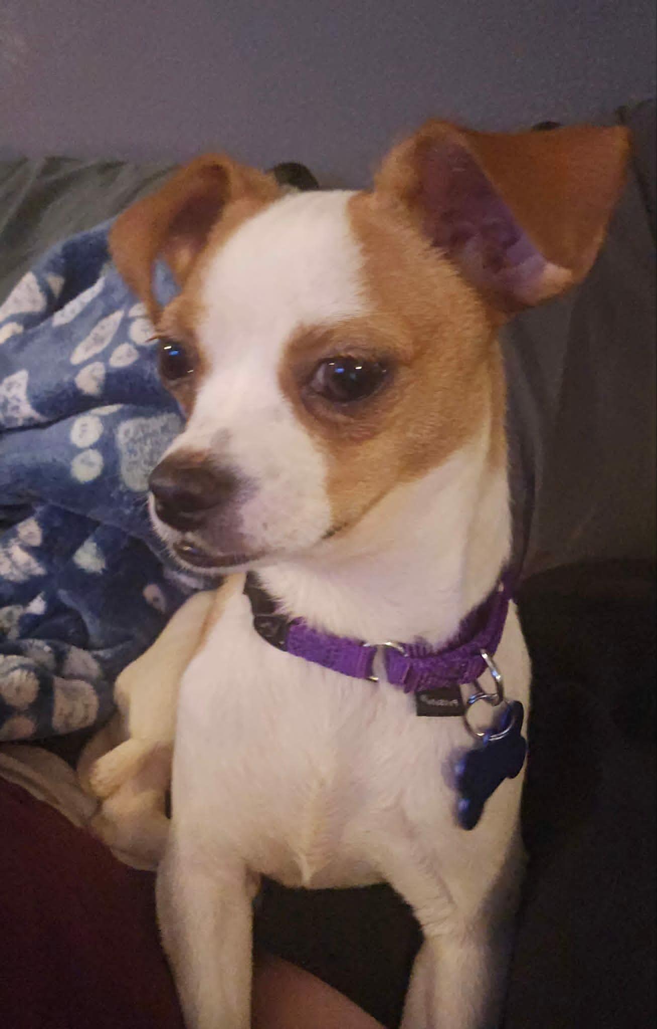 Katy Mae, an adopted mixed breed in De Pere, WI image 2/5