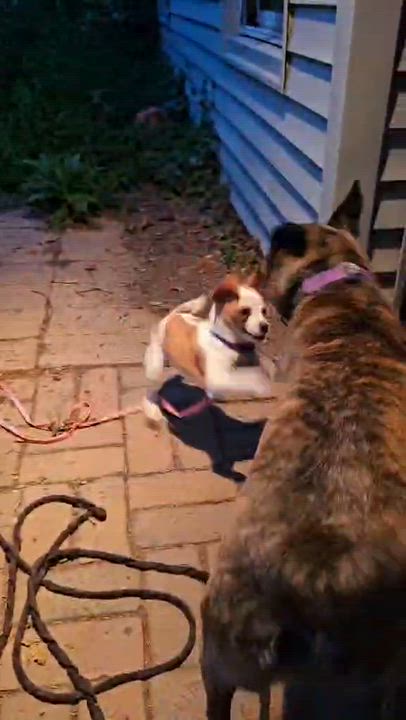 Enlarge Katy Mae, an adopted mixed breed in De Pere, WI video 4/5