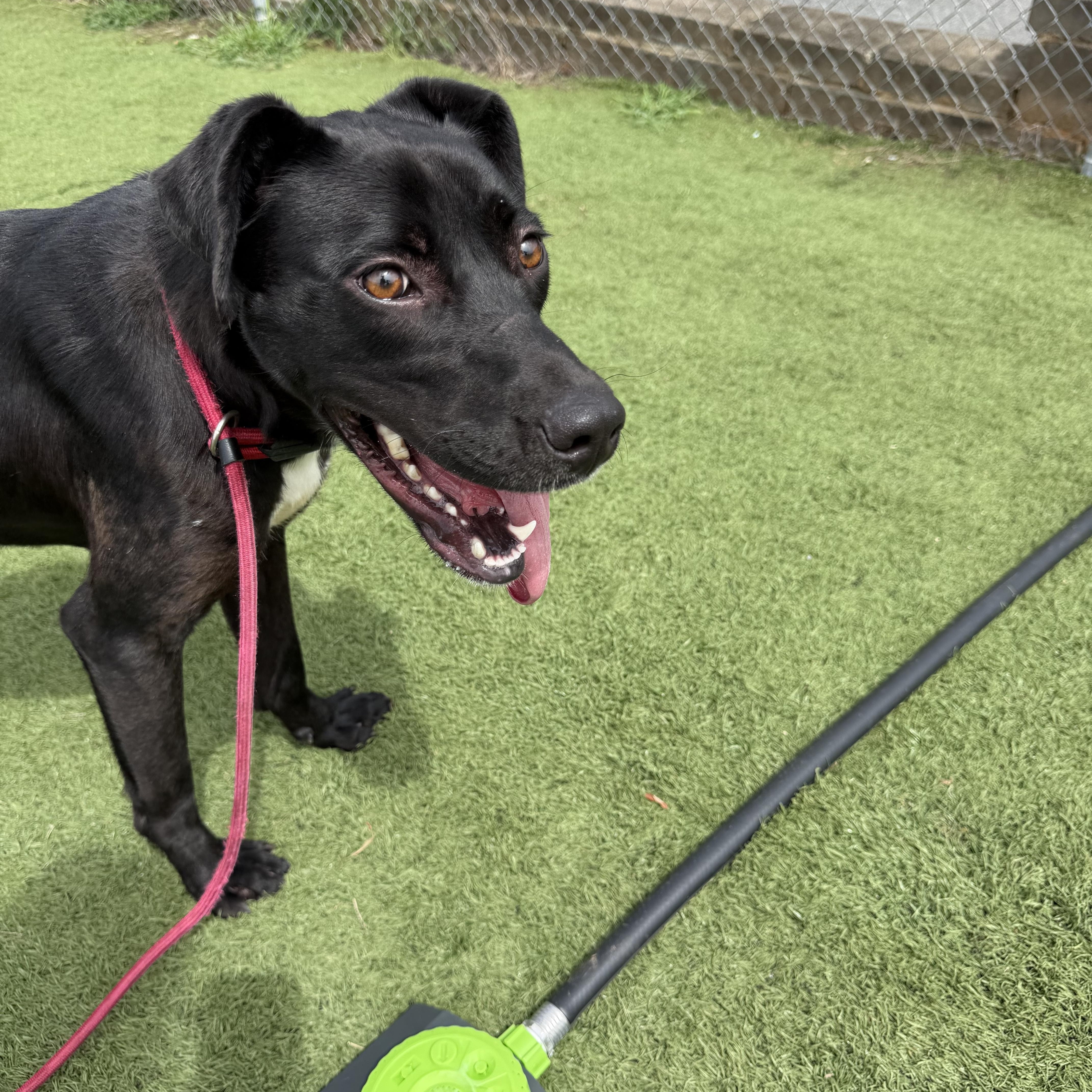 Enlarge Piper, a ADOPTABLE mixed breed in Albemarle, NC image 3/3