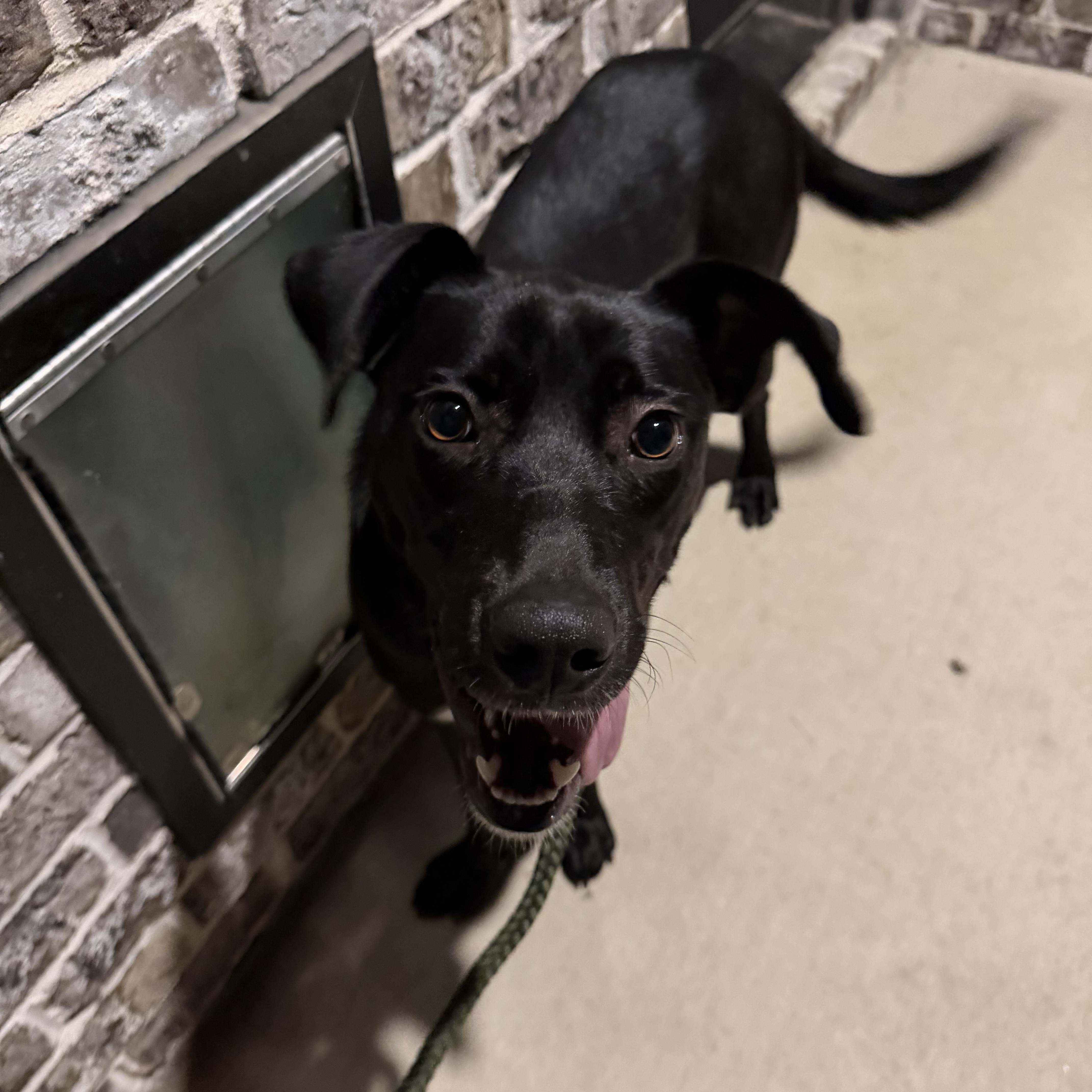 Enlarge Piper, a ADOPTABLE mixed breed in Albemarle, NC image 5/5